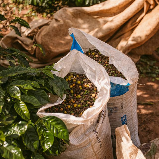 kaffesække fyldt med kaffebønner fra paraiso