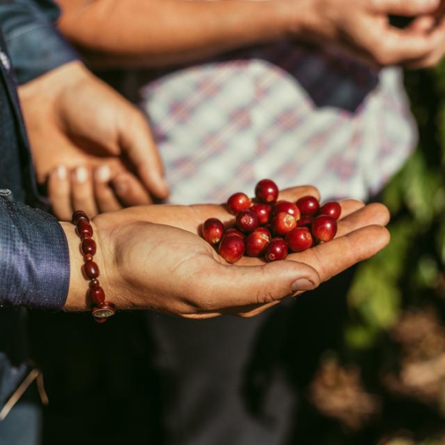 kaffebær samlet i hånden i kaffeplantage i paraiso